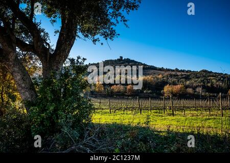 Weinberge mit im Hintergrund die Überreste des Torre di Donoratico in der Nähe von Castagneto Carducci, im Herzen der Maremma von Livorno, im Zentrum Stockfoto