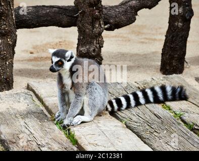 Ring Tailed Lemur (Lemur catta) sitzt auf einem Holzweg, Bioparc, Valencia, Spanien. Stockfoto