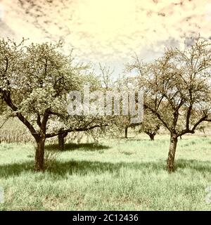 Blühende Bäume Stockfoto