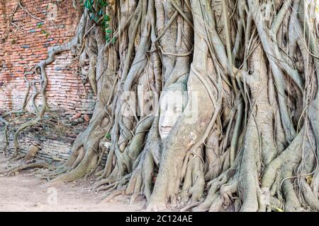 Kopf Buddha Statue in den Wurzeln Baum Stockfoto