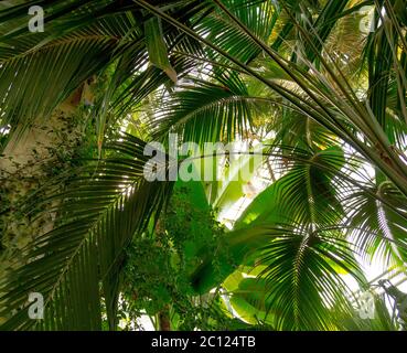 Palmen Sie Sonne über grüne Blätter Stockfoto
