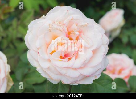 Schöne rosa Rose in einem Garten Stockfoto