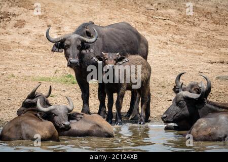 Afrikanische Büffelmutter (Syncerus Caffer) und Kalb kühlen sich am Rande des Kazinga-Kanals im Queen Elizabeth National Park, Uganda, Ostafrika ab Stockfoto