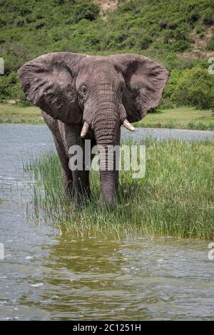 Portrait eines afrikanischen Buschelefanten, Loxodonta africana, aufgenommen von einer Bootsfahrt auf dem Kazinga-Kanal, Queen Elizabeth Nationalpark, Uganda, Afrika Stockfoto
