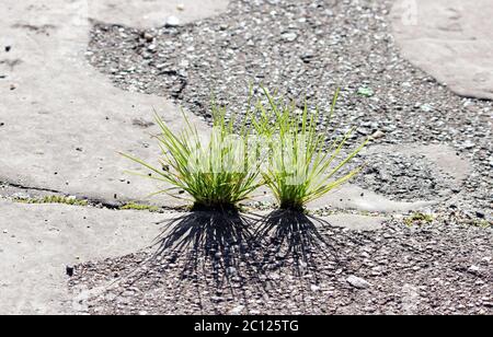 Gras wächst durch den Boden Stockfoto