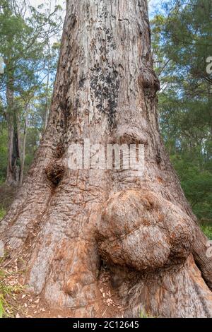 König Tingle, ein roter Tingle-Baum (Eucalyptus jacksonii), Spaziergang durch die alten Imperien, Tal der Giganten, Walpole-Nornalup National Park, WA, Australien Stockfoto