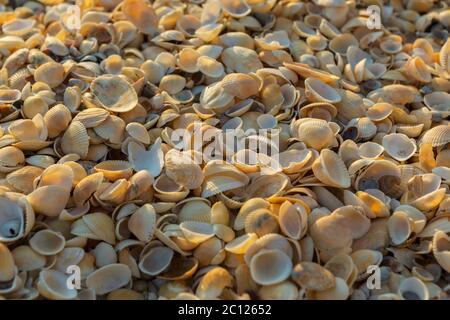 Shell-Strände auf dem Asowschen Meer. Karalar regionale Landschaftsparks auf der Krim. Stockfoto