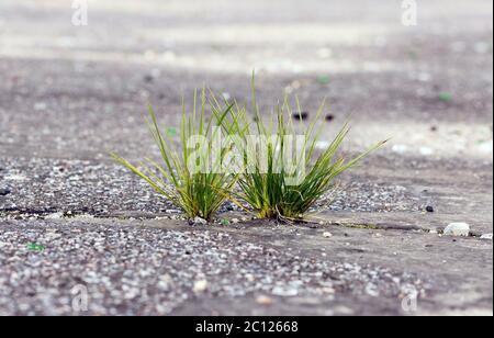 Gras wächst durch den Boden Stockfoto