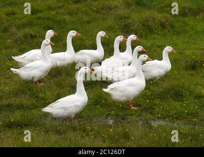 Weiße Gänse auf einer Wiese Stockfoto