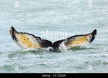 Ende der Buckelwal im Pazifischen Ozean. Wasserfläche in der Nähe von Kamtschatka. Stockfoto