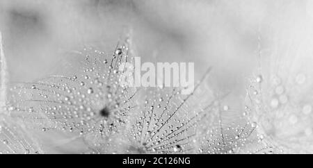 Abstrakte Makro Foto von Löwenzahn Samen mit Wassertropfen Stockfoto