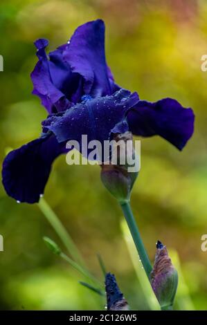 Blüte der großen dunkelvioletten großen bärtigen Iris Blume im sonnigen Garten Stockfoto