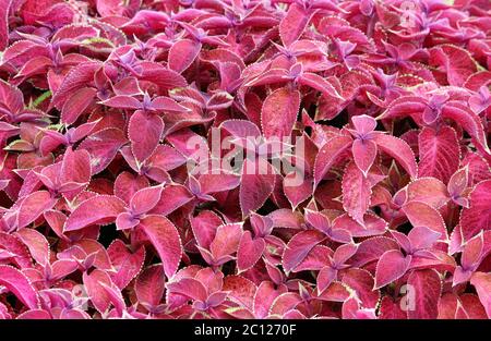 Dekorative bunte Blätter Plectranthus scutellarioides Coleus blumeii Stockfoto