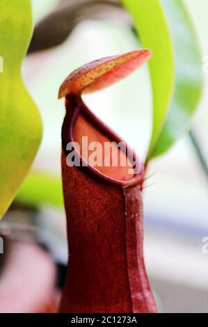 Insektenfressende Pflanzen Nepenthes Ampullaria hautnah Stockfoto