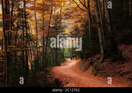 Herbstlandschaft des Buchenwaldes des Ordesa National Park Stockfoto