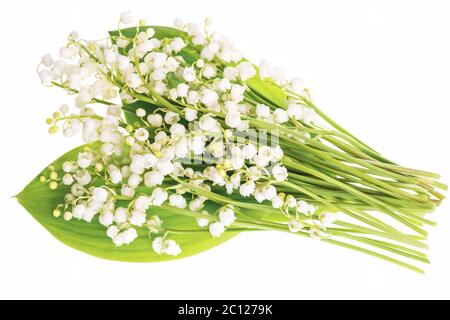 Blüten der Maiglöckchen (Convallaria majalis), kleine weiße Glocken und Blätter der Maiglöckchen auf weißem Hintergrund. Stockfoto