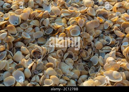 Shell-Strände auf dem Asowschen Meer. Karalar regionale Landschaftsparks auf der Krim. Stockfoto