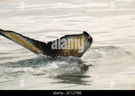 Ende der Buckelwal im Pazifischen Ozean. Wasserfläche in der Nähe von Kamtschatka. Stockfoto