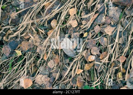 Trockene Blätter auf dem Boden Stockfoto