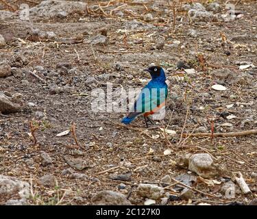 Superb Star, kleiner Vogel, hell gefärbt, Lamprotornis Superbus, Natur, Tierwelt, Tier, Tarangire Nationalpark; Tansania; Afrika Stockfoto