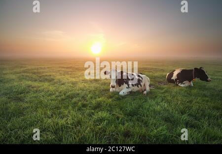 Entspannte Kühe auf der Weide bei Sonnenaufgang Stockfoto