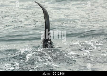 Schwertwal - Orcinus Orca im Pazifischen Ozean. Wasserfläche in der Nähe von Kamtschatka. Stockfoto