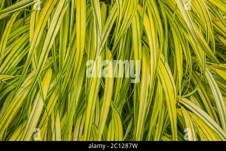 Hakonechloa macra 'Aureola' Gras. Japanisches Schilfgras im Garten. Details der Blätter Stockfoto