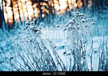 Winterlandschaft. Winter-Szene Stockfoto