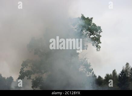 Rauch von einem Feuer im Wald. Textur Stockfoto