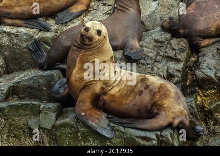 Rookery Steller Seelöwen. Insel im Pazifischen Ozean in der Nähe von Kamtschatka. Stockfoto
