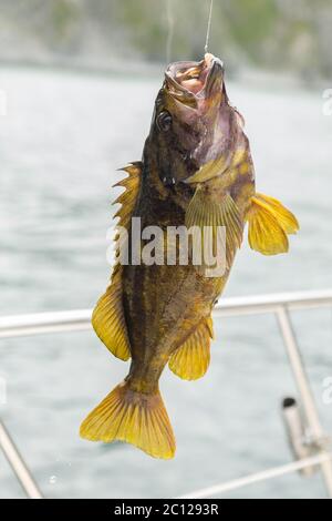 Makrele am Haken. Unteren Meeresangeln im Pazifik in der Nähe von Kamtschatka. Stockfoto