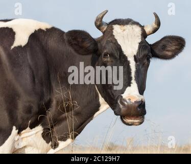 Kuh Frisst Heu Stockfoto