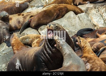 Rookery Steller Seelöwen. Insel im Pazifischen Ozean in der Nähe von Kamtschatka. Stockfoto