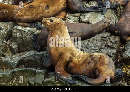 Rookery Steller Seelöwen. Insel im Pazifischen Ozean in der Nähe von Kamtschatka. Stockfoto