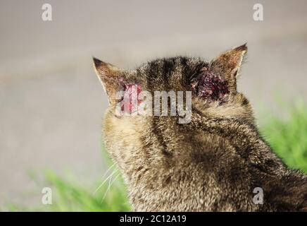 Gehärtete obdachlose Katze Schilffarbe mit Verletzungen am Ohr und Krätze otoacariasis typischen Kratzen hinter den Ohren. Stockfoto