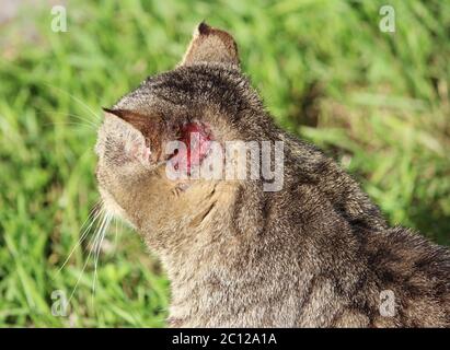 Gehärtete obdachlose Katze Schilffarbe mit Verletzungen am Ohr und Krätze otoacariasis typischen Kratzen hinter den Ohren. Stockfoto