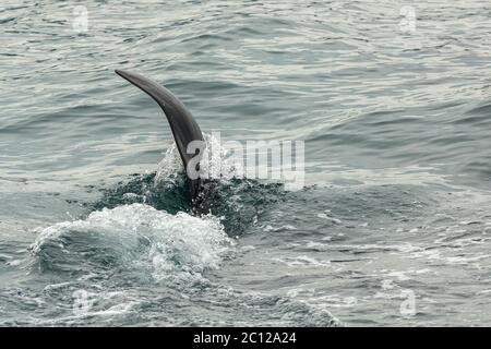 Schwertwal - Orcinus Orca im Pazifischen Ozean. Wasserfläche in der Nähe von Kamtschatka. Stockfoto