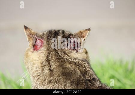 Gehärtete obdachlose Katze Schilffarbe mit Verletzungen am Ohr und Krätze otoacariasis typischen Kratzen hinter den Ohren. Stockfoto