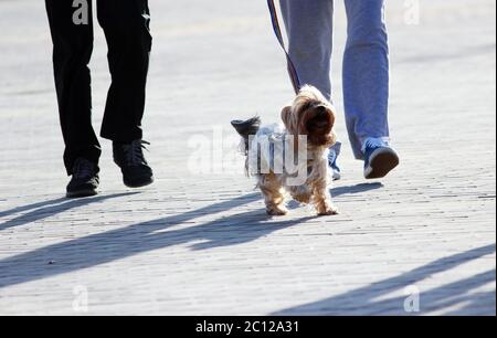 Mann und Frau gehen mit Yorkshire Terrier Hund an der Leine auf dem Platz. Stockfoto