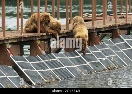 Drei kleine Brown Bear Cub am Zaun, um Fische zu berücksichtigen. Kurilen-See. Stockfoto