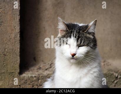 Katze infiziert mit feline Herpesvirus - virale Rhinotracheitis oder Chlamydiose - Chlamydia psittaci nach dem Verlust des Auges. Stockfoto