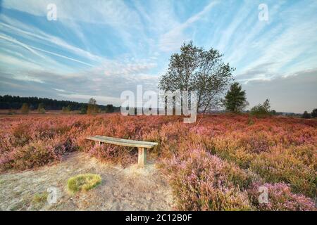 Bank zwischen Heidekraut Blumen am Morgen Stockfoto