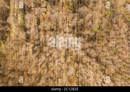 Luftaufnahme Von Laubbäumen Ohne Laubblätter In Landschaft Im Frühen Frühjahr. Top Flat Blick Von High Attitude. Natürlicher Hintergrund Hintergrund Von Stockfoto