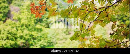 Helle Blätter an den Zweigen hängen. Stockfoto