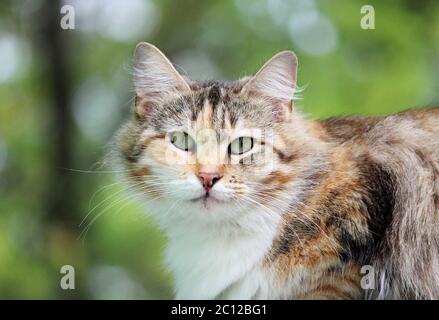 Einsame streunende Katze Schildkröte tricolor Farbe sitzt auf der Veranda eines Holzhauses. Stockfoto