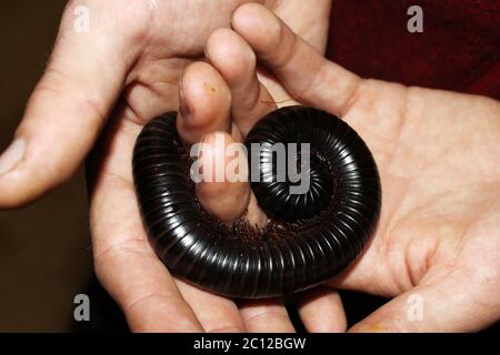 Der riesige afrikanische schwarze Tausendfüßler Archispirostreptus gigas sitzt auf dem Arm. Stockfoto