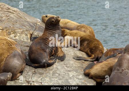Rookery Steller Seelöwen. Insel im Pazifischen Ozean in der Nähe von Kamtschatka. Stockfoto