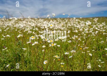 Feld mit Daises - flachen Tiefe Stockfoto