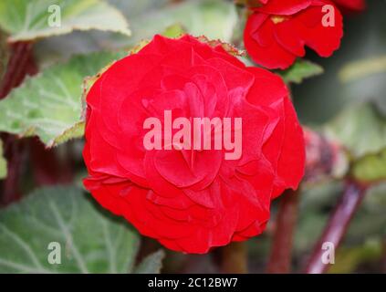 Helle Blüten von tuberösen Begonien Begonia tuberhybrida im Garten. Stockfoto