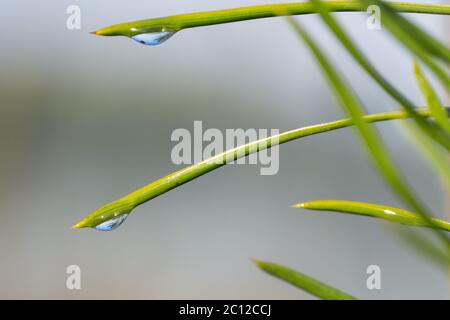 Morgen Natur Hintergrund mit schönen Tropfen Stockfoto